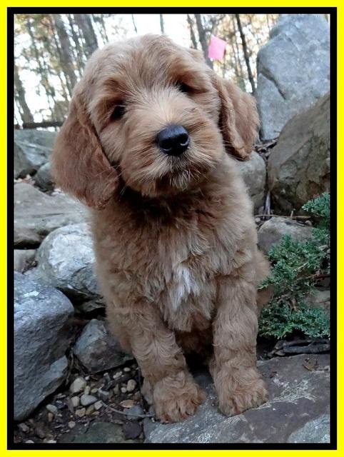 BT 8 pups 8 wks old 3100