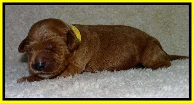 BT pups 1 wk old 641