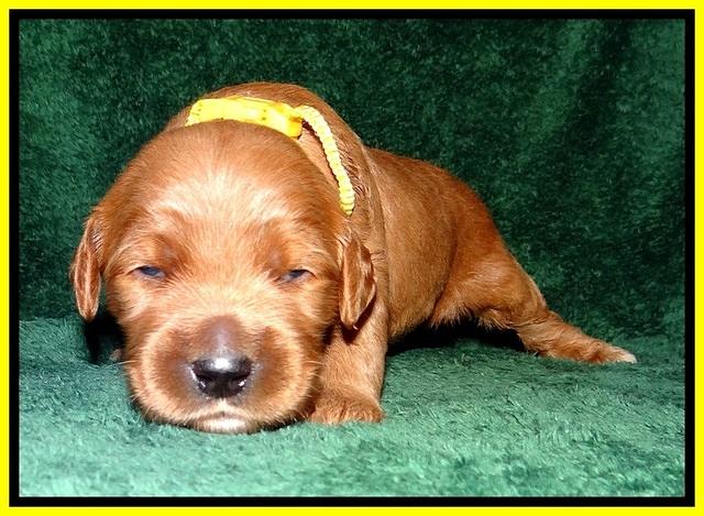 BT pups 2 wks old 801