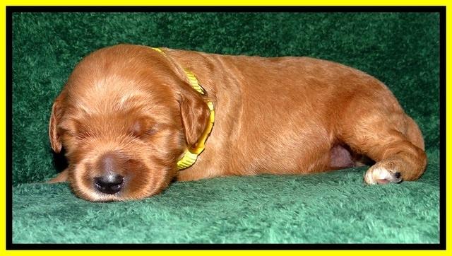 BT pups 2 wks old 891