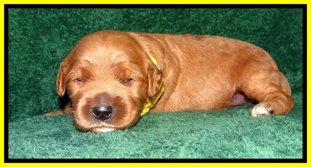 BT pups 2 wks old 901