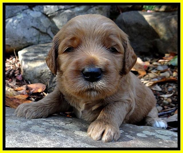 BT pups 3 wks old 201