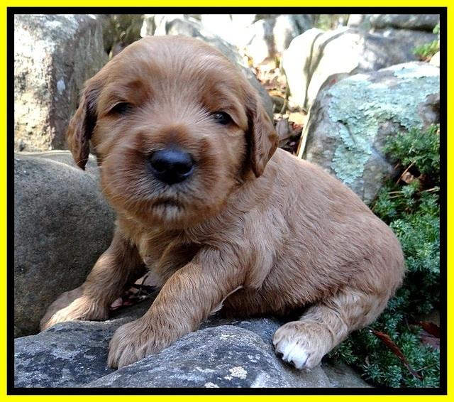 BT pups 3 wks old 221