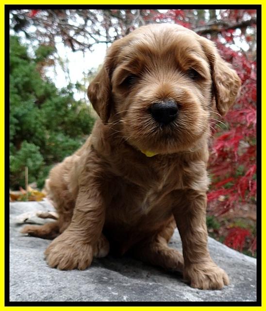 BT pups 4 wks old 291