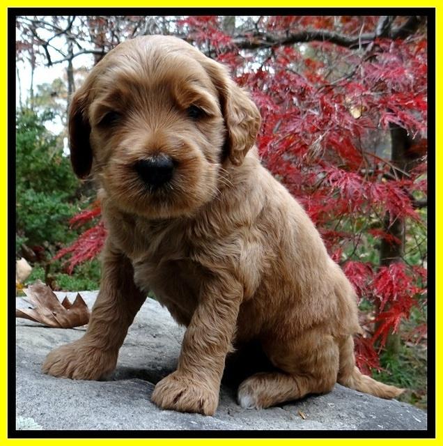 BT pups 4 wks old 311