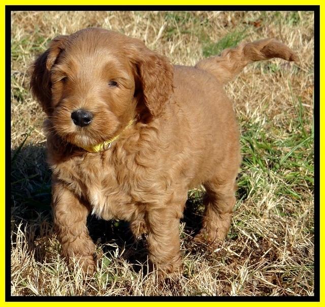 BT pups 6 wks old 10300