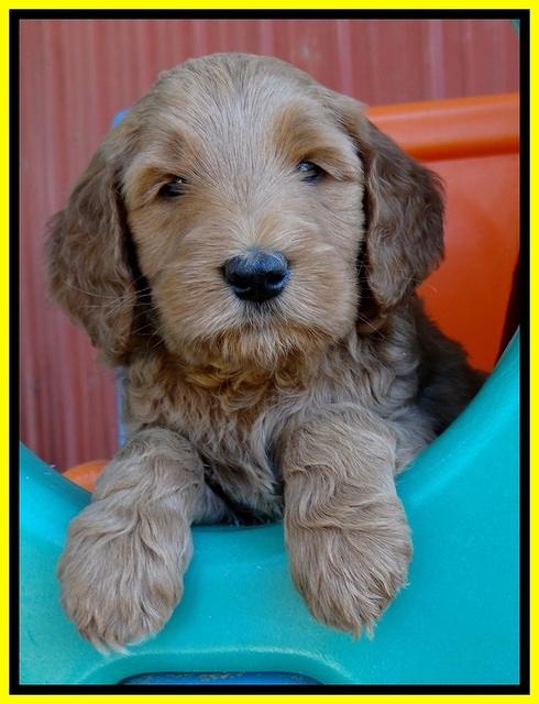 BT pups 6 wks old 211