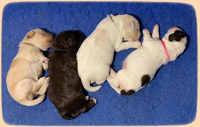 10 days old