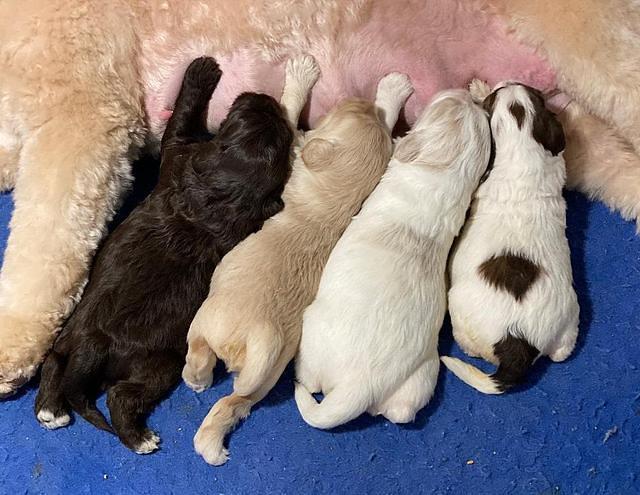 Callie Texas pups 2 wks old 91