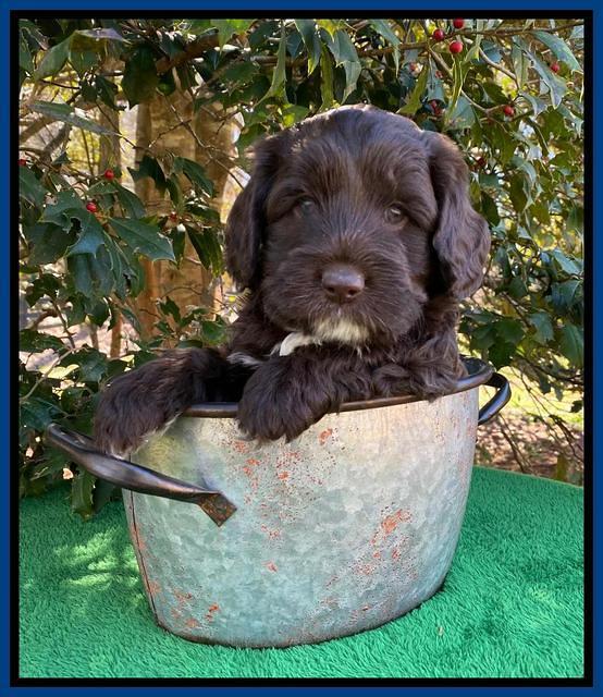 Callie Texas 5 wks old 31