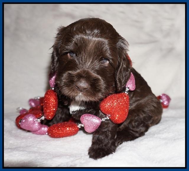 Callie Texas pups 4 wks old 31
