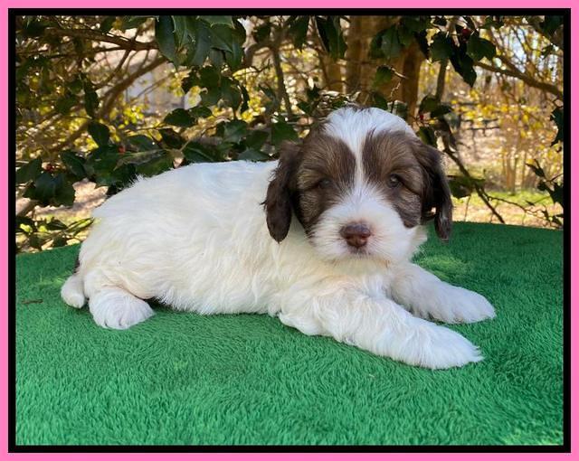 Callie Texas 5 wks old 121