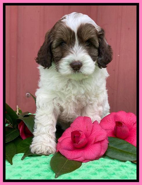 Callie Texas 6 wks old 101