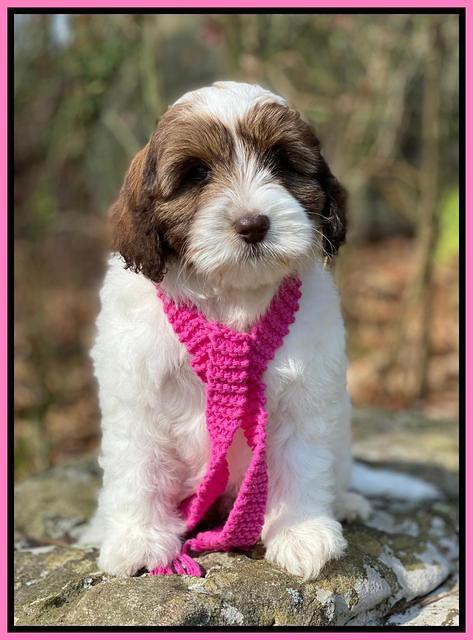 Callie Texas 8 wks old 101