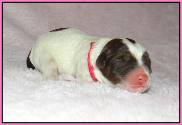 Callie Texas Newborn 4