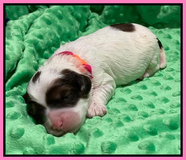 Callie Texas pups 1 wk old 41