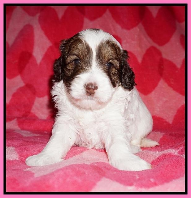 Callie Texas pups 4 wks old 61