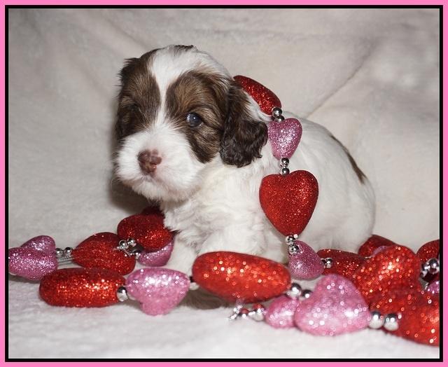 Callie Texas pups 4 wks old 71