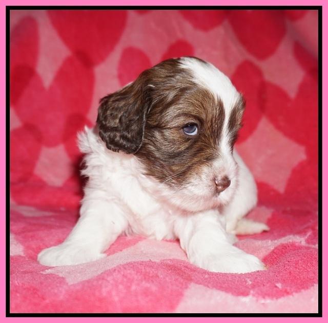 Callie Texas pups 4 wks old 81