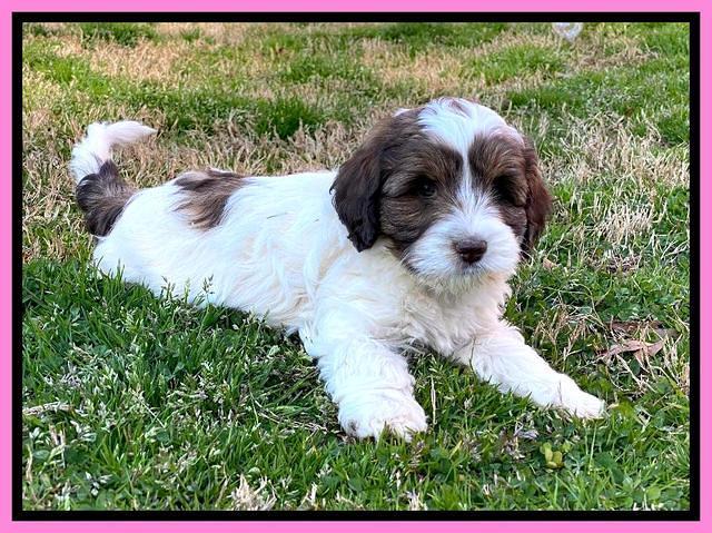 Callie Texas pups 7 weeks old 51