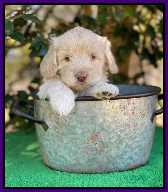 Callie Texas 5 wks old 191