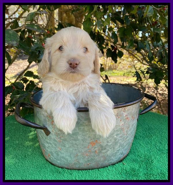 Callie Texas 5 wks old 201