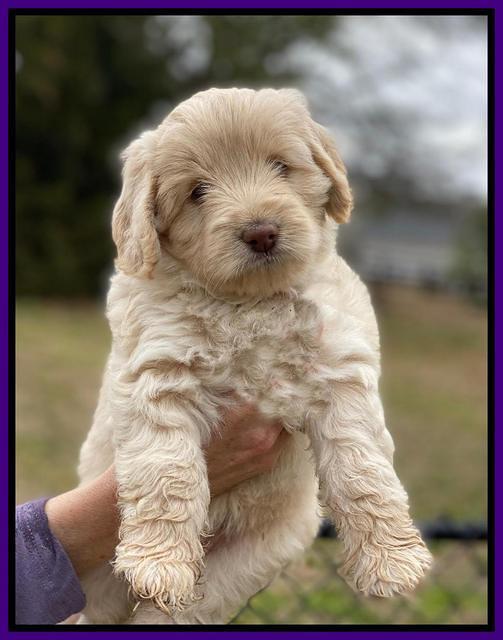 Callie Texas 6 wks old 111