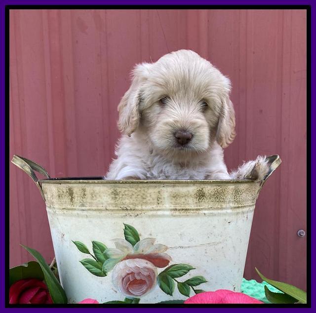 Callie Texas 6 wks old 141