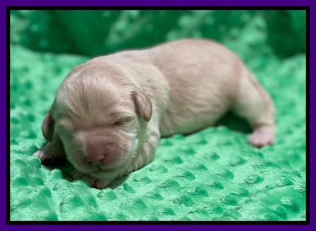 Callie Texas pups 1 wk old 71