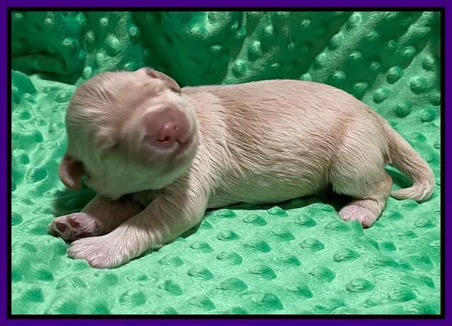 Callie Texas pups 1 wk old 81