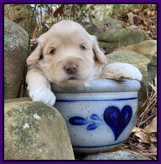 Callie Texas pups 3 wks old 101