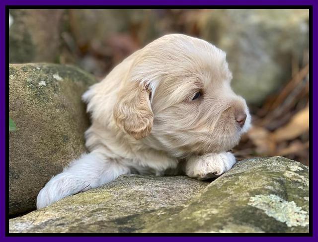 Callie Texas pups 3 wks old 121