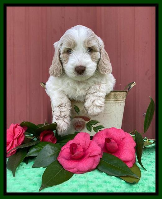 Callie Texas 6 wks old 181