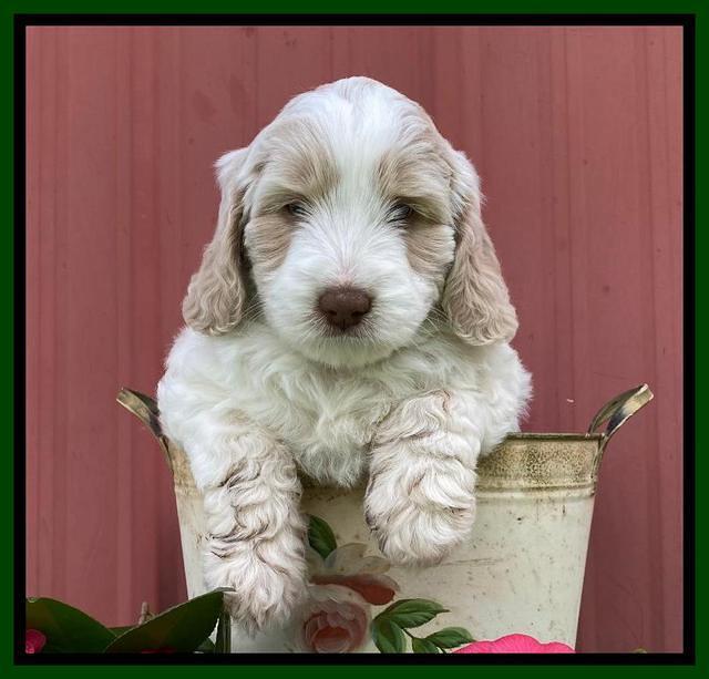 Callie Texas 6 wks old 191