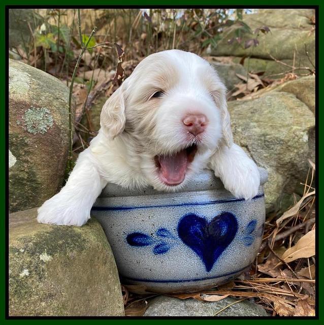 Callie Texas pups 3 wks old 141