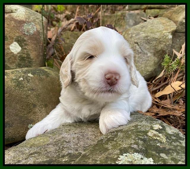 Callie Texas pups 3 wks old 151
