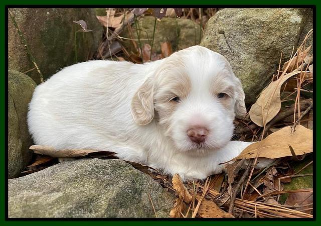 Callie Texas pups 3 wks old 171