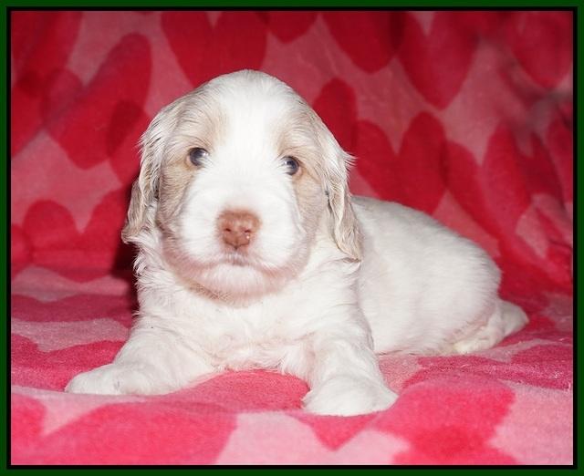 Callie Texas pups 4 wks old 121