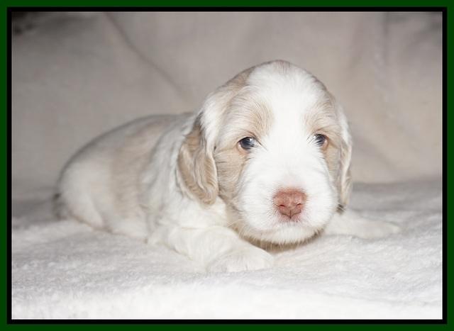 Callie Texas pups 4 wks old 131
