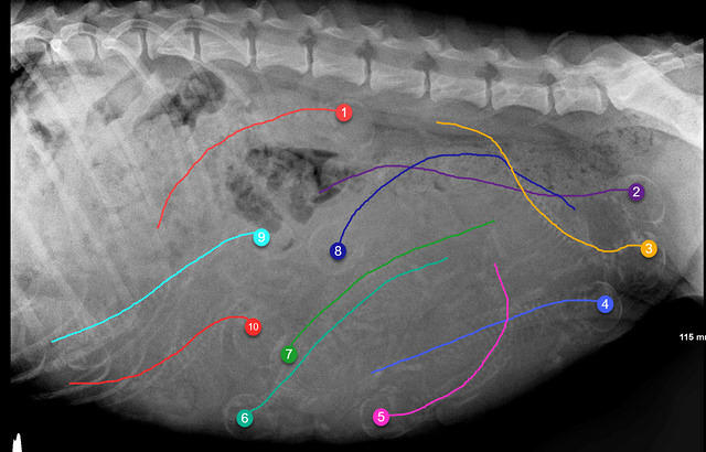Cayman Solo xray day 56 jpg Onelio count