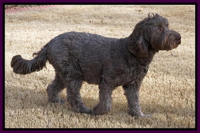 Cayman day 58 preg with Solo