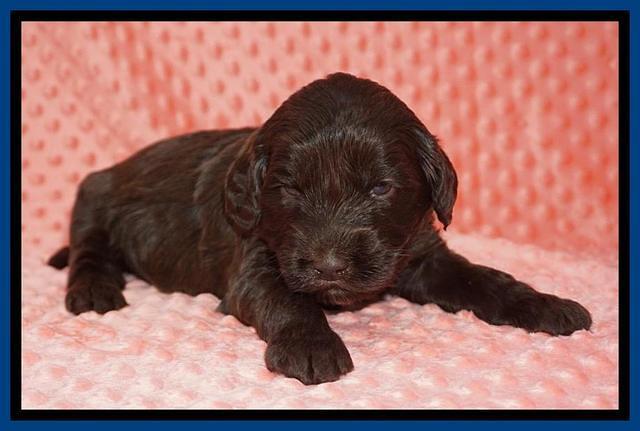 Caymen Solo pups 3 wks old 21