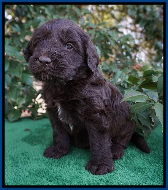 Caymen Solo pups 4 wks old 21