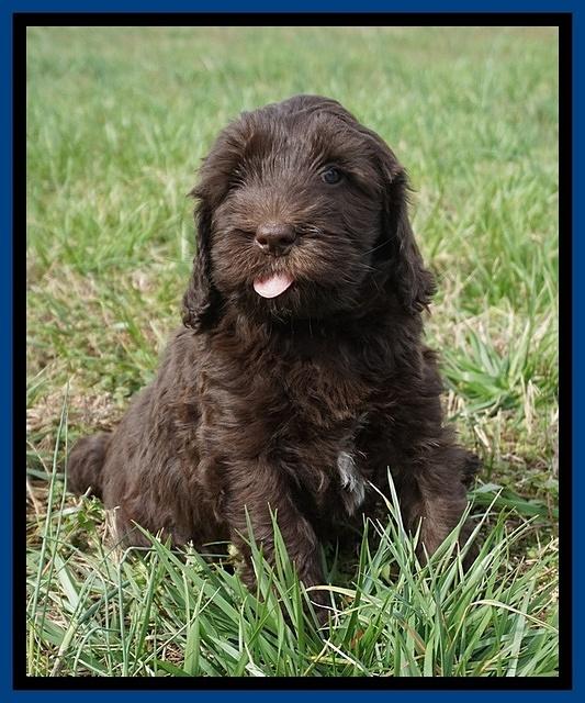 Caymen Solo pups 7 wks old31