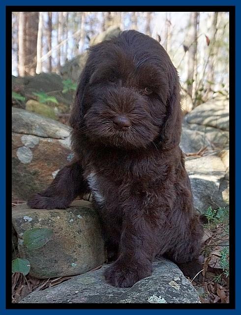 Caymen Solo pups 8 wks old 11