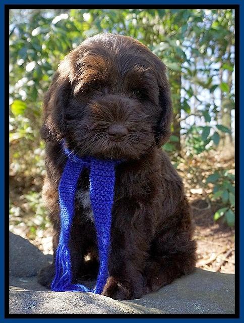 Caymen Solo pups 8 wks old 31