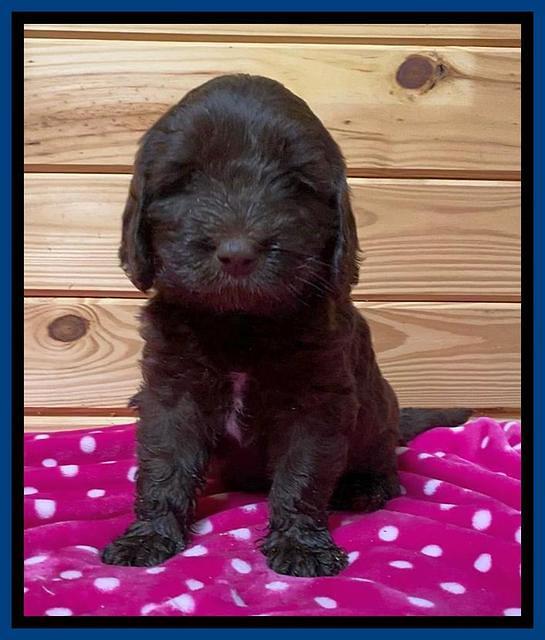 Caymen solo pups 6 wks old 51