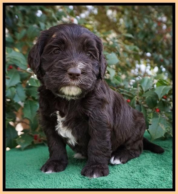 Caymen Solo pups 4 wks old 241