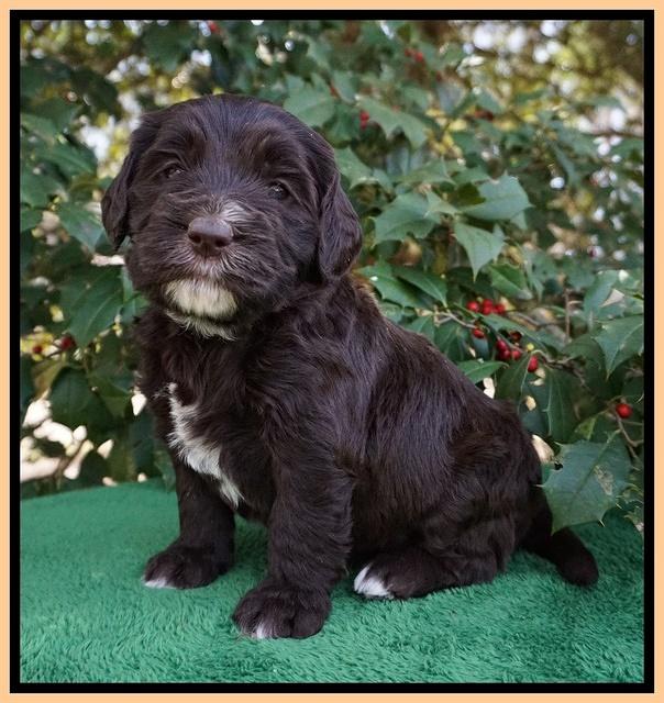 Caymen Solo pups 4 wks old 251