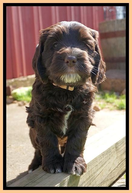 Caymen Solo pups 7 wks old381